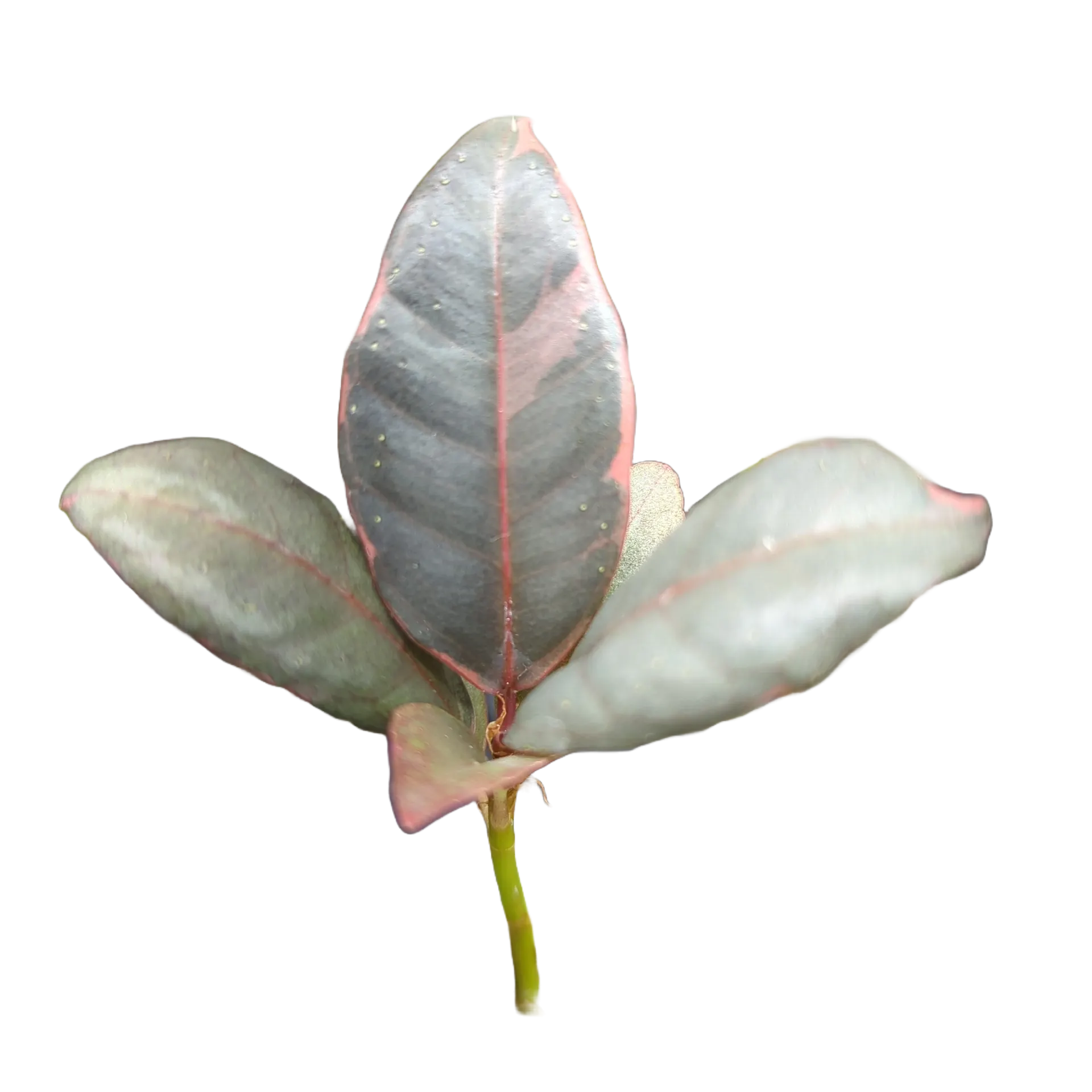 Baby Ficus elastica Ruby
